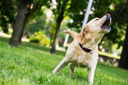 Understanding Why Dogs Bark